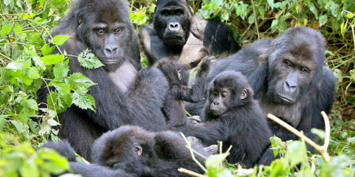 2-days-bwindi-gorilla-trekking