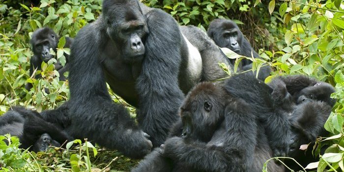 Dag-7b-Gorilla-tracking-i-Bwindi-Impenetrable-Nationalpark