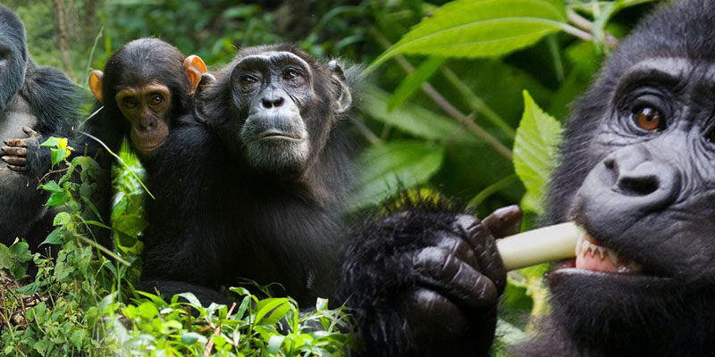 gorilla-chimpazee-trekkingi-uganda