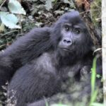 9 Days Rwanda Congo trip