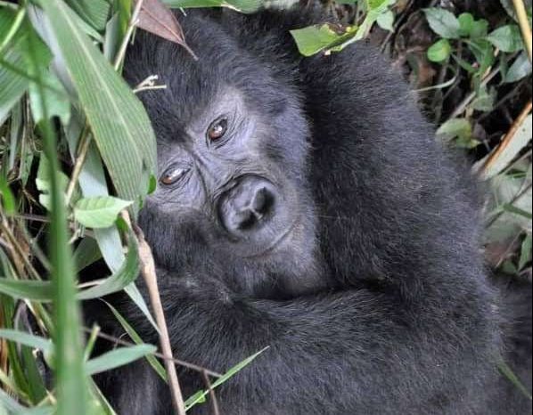 12 DAYS UGANDA GORILLAS AND WILDLIFE TRIP